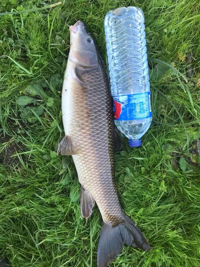 Barbel (Luciobarbus bocagei)