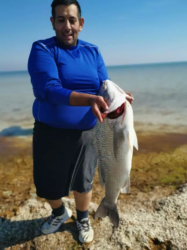 Large Sea bream