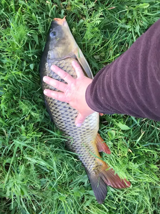 Common Carp