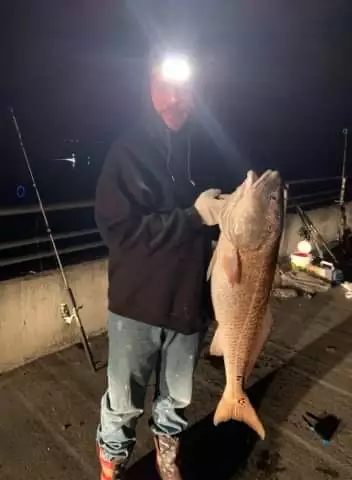 Bull redfish