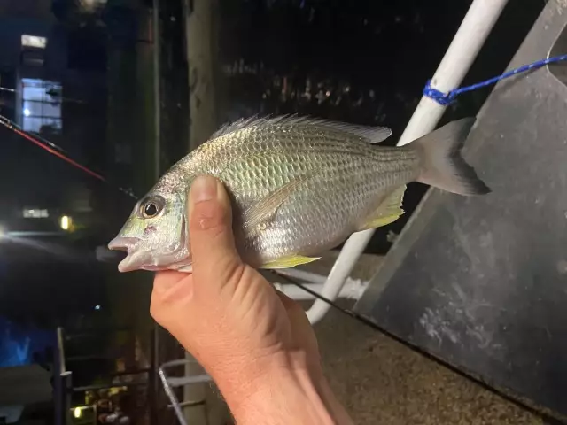 Bream