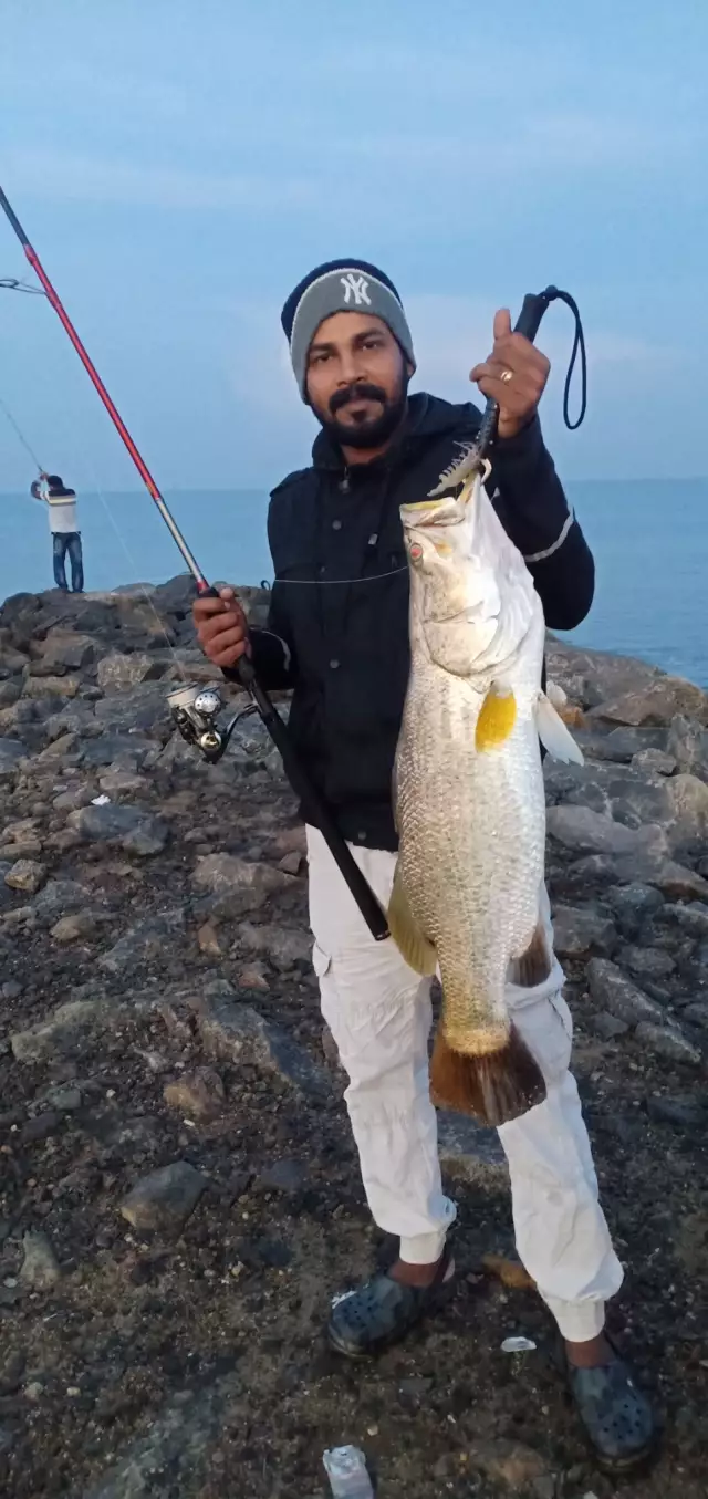 Barramundi on Chase Bait.