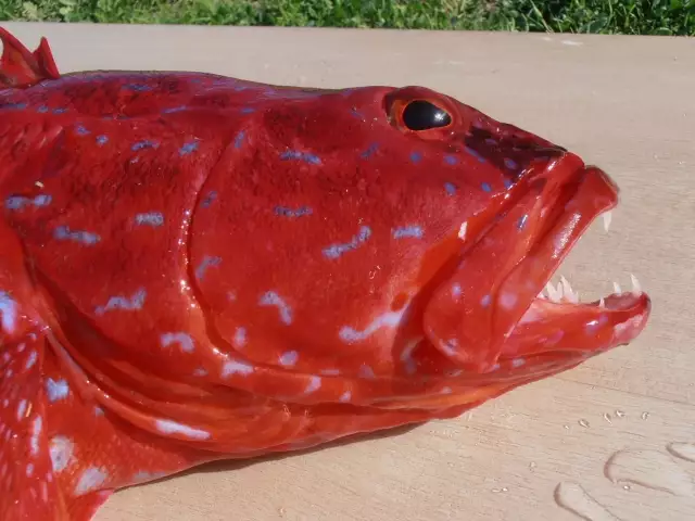 Harlequin fish.