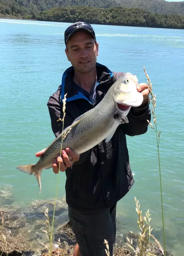 Nice big Kahawai from the Westhaven Inlet