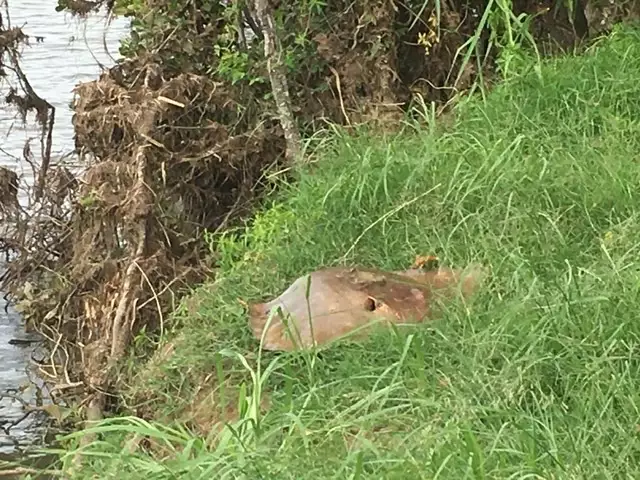 Stingray Caught In Tumbulgum