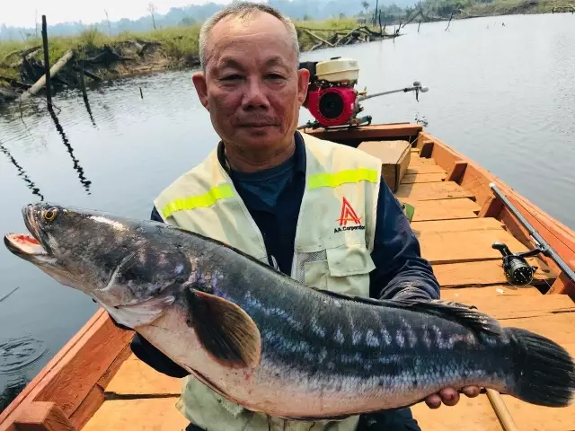 Snakehead fish