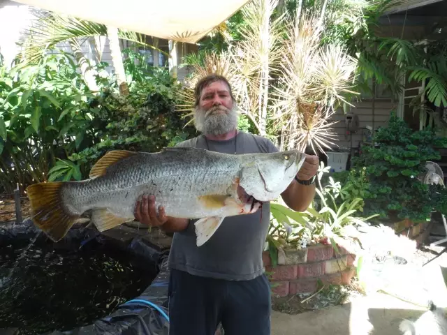 Fitzroy River Barramundi.