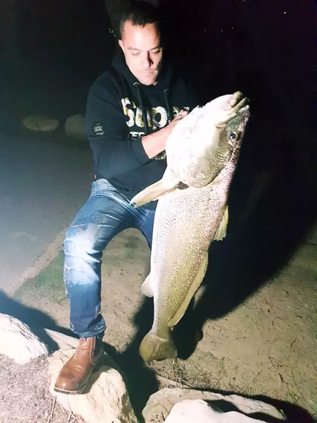 Jewfish