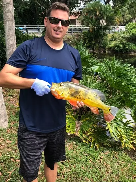 Peacock Bass