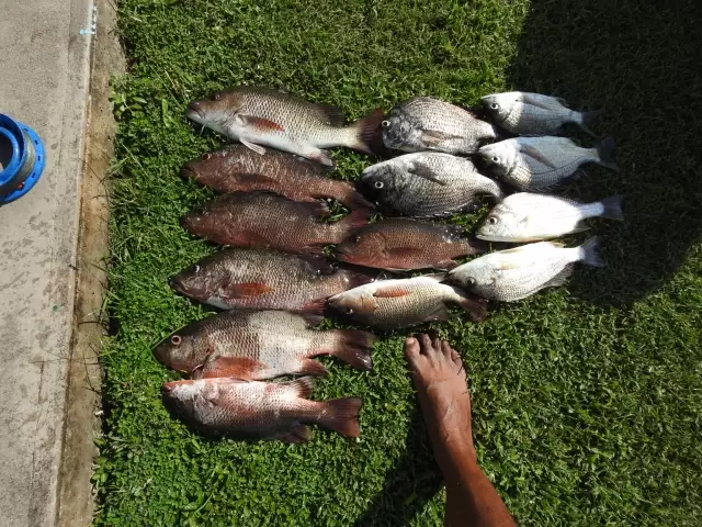 Mangrove Jack & Bream