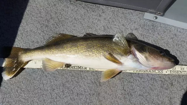 Mississippi river walleye