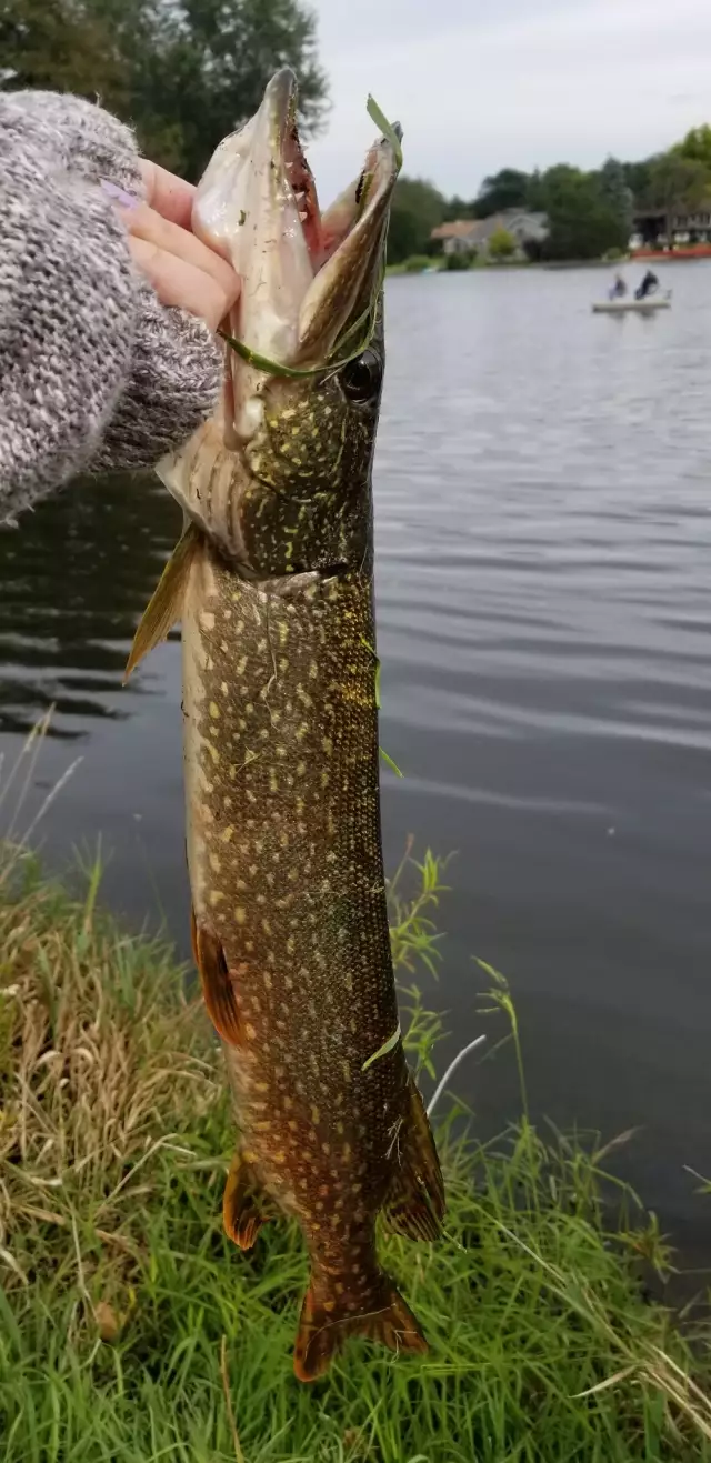 Northern Pike