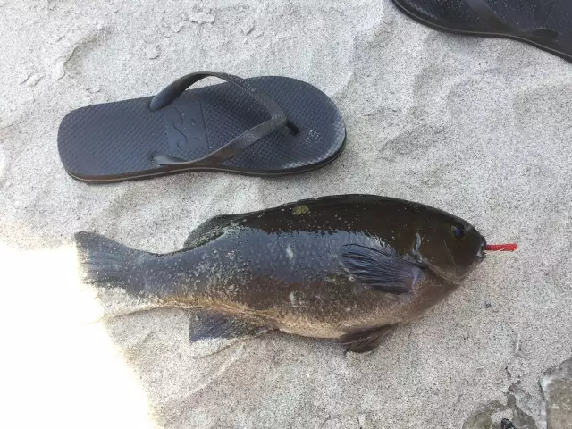 Is this Opaleyes ?
