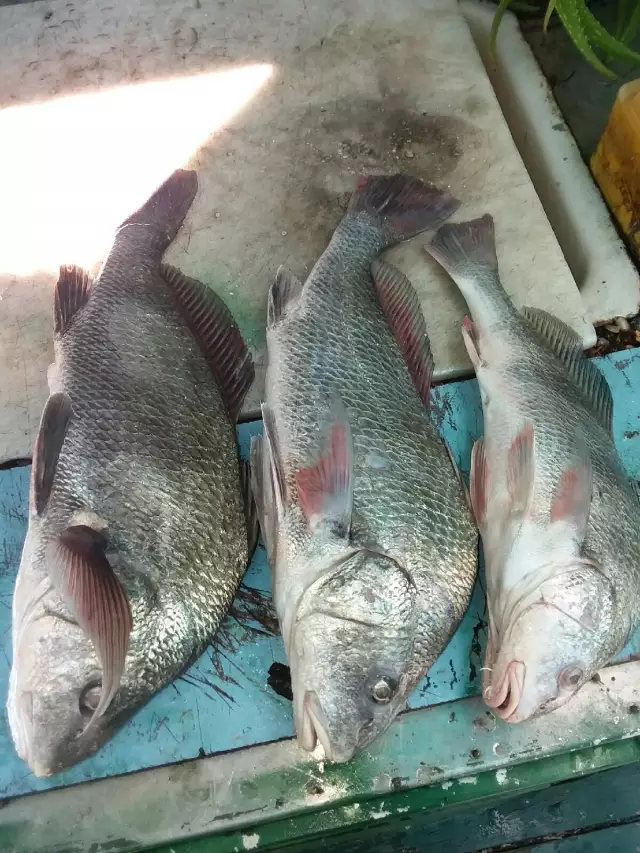 20" 23" 20"  great night