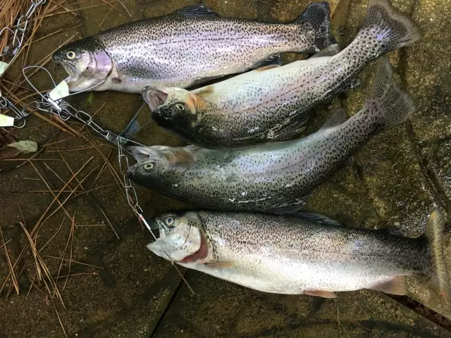 Rainbow trout