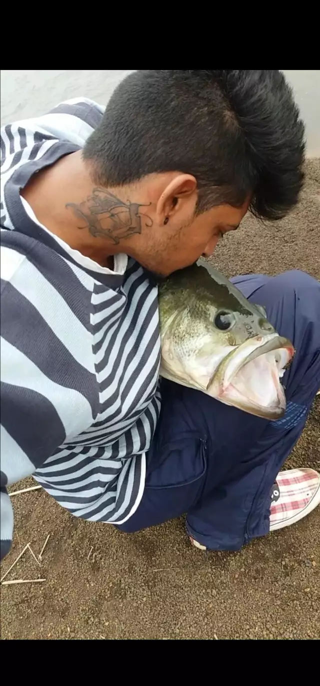 Large Mouth Bass