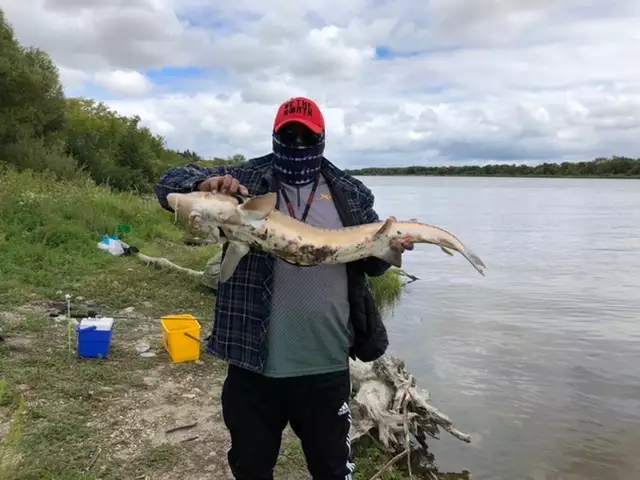 3’ sturgeon at Selkirk Manitoba