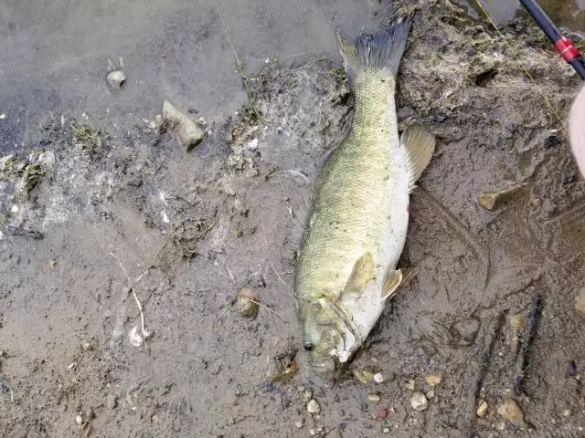 Smallmouth Bass off a muddy shore