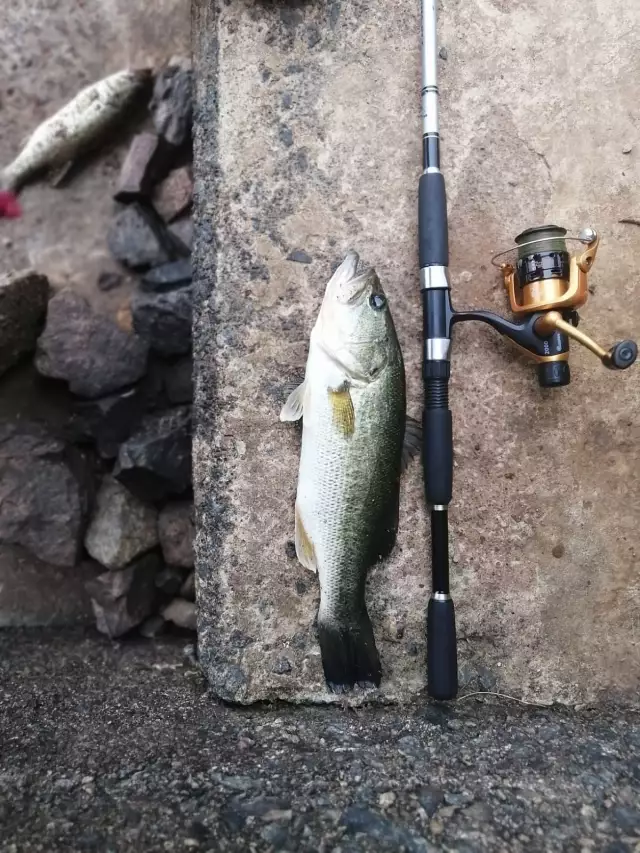 Bass