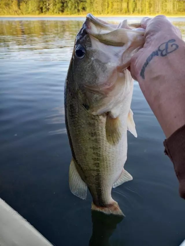 Larg mouth bass