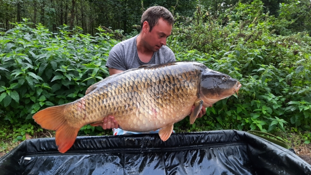 Common carp 60lbsthis one was caught on a single high-viz homemade pop up