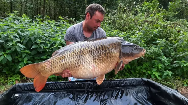 Common carp 60lbsthis one was caught on a single high-viz homemade  pop up