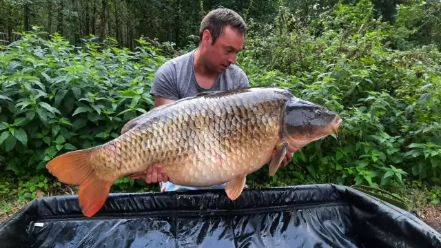 Common carp 60lbsthis one was caught on a single high-viz homemade pop up