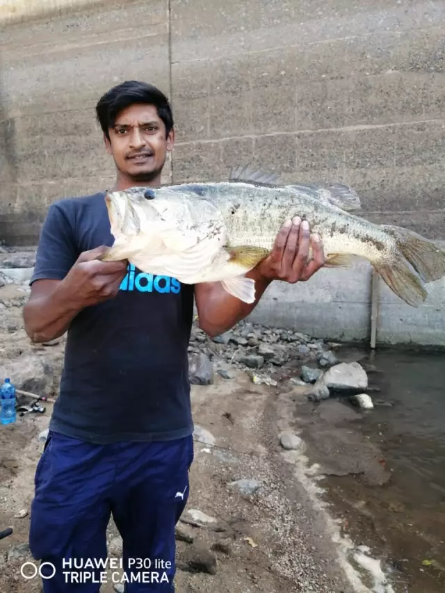 Large Mouth Bass