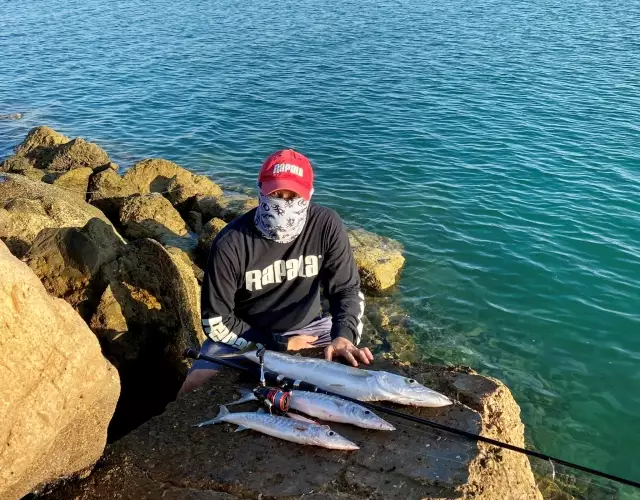 Barracuda