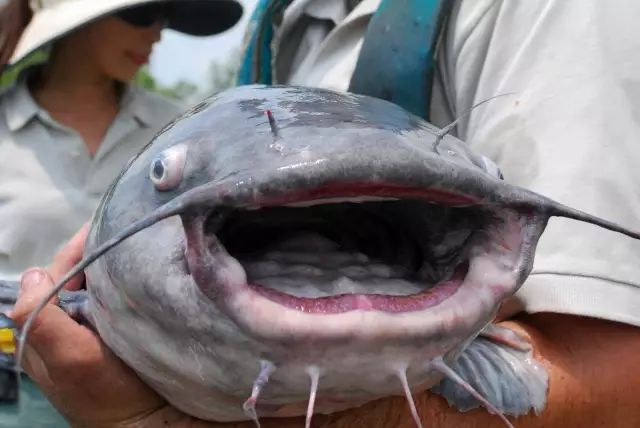 lake record 20 ilb blue catfish and 2 albino catfish caught in July on Berkeley Lake GA