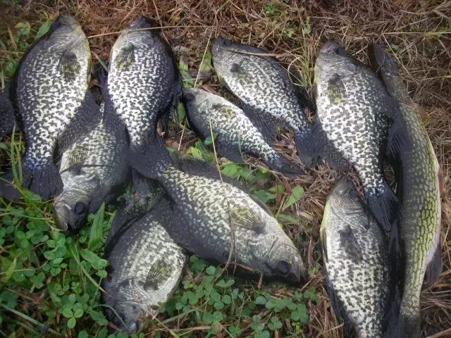 Ten to twelve inch crappie were hitting good last week. 11/14/20