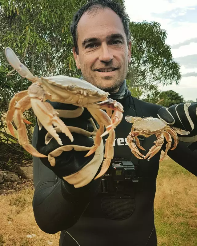 Couple nice paddle crabs