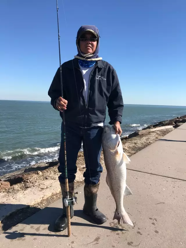 Big bull red 43 inches long