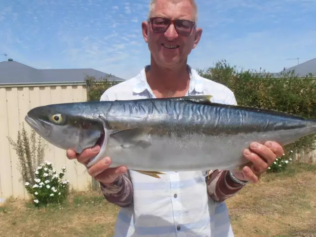 Yellowtail Kingfish.