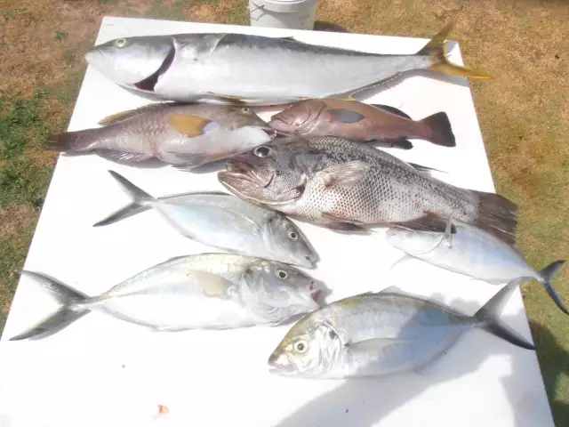 Mixed bag. Trevally Kingfish, Jewfish, Baldchin Groper, Blackarse.