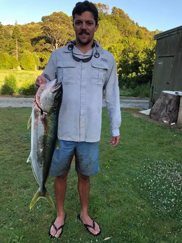 Yellow tail Kingfish