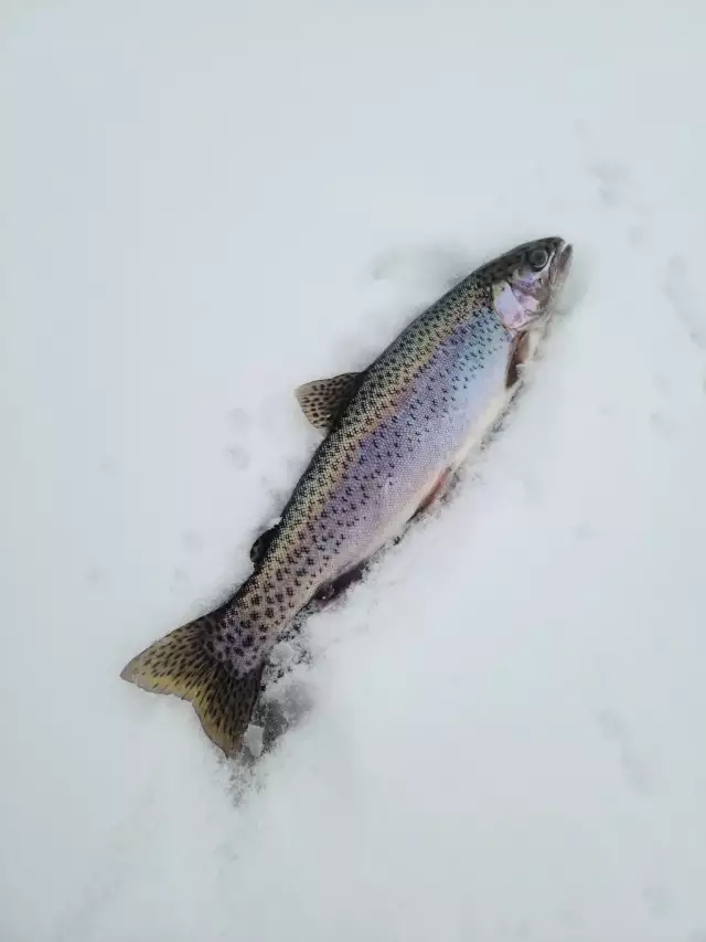 Rainbow Trout