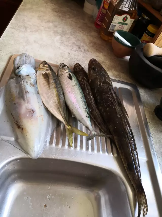 2 Flathead 1 Jack mackerel 1Blue Mackerel 1 Calamari.