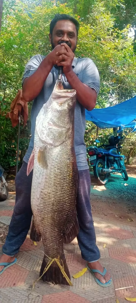 BARRAMUNDI