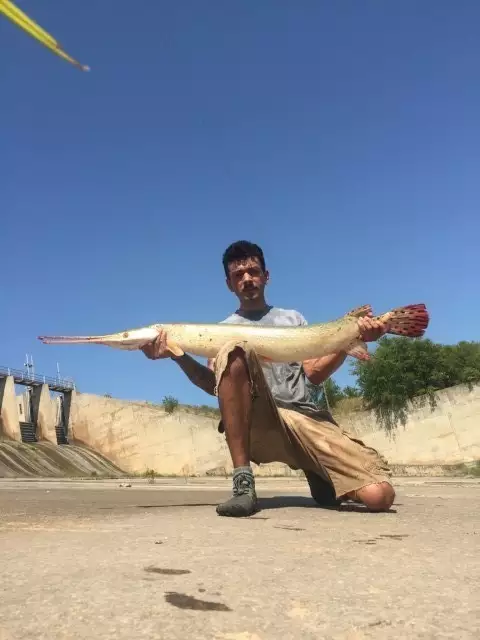 Albino longnose gar