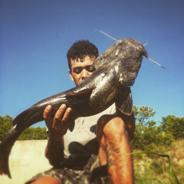 Flathead