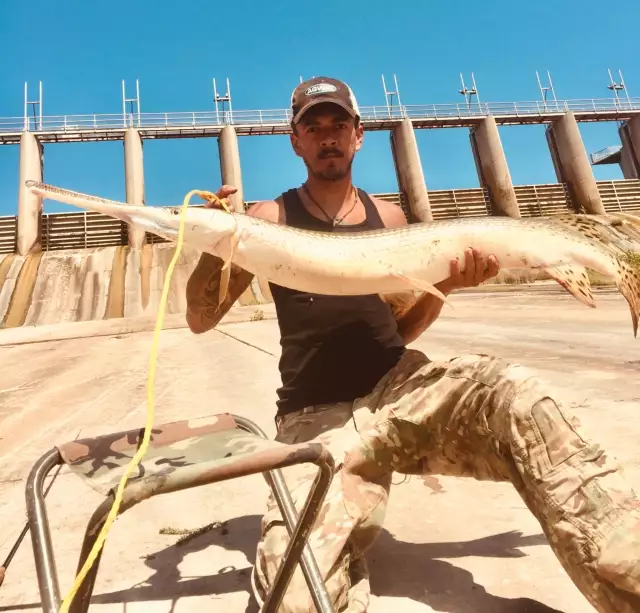 Longnose gar