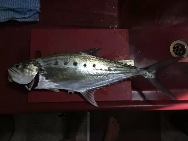 Queenfish