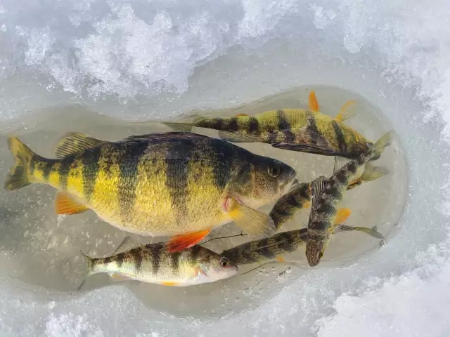 6 perch in 2 hours