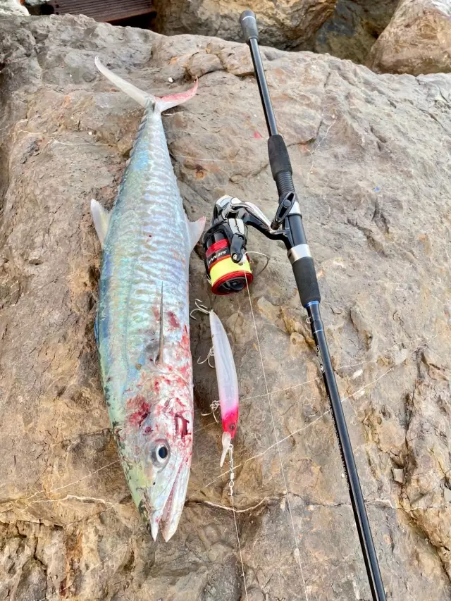 Spanish Mackerel #AbuDhabifishing