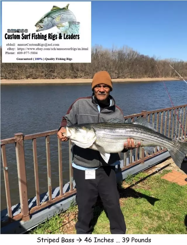 Spring Striped Base ... Delaware River Spawning Season