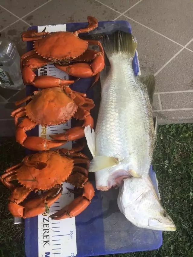 Crabs. Barramundi