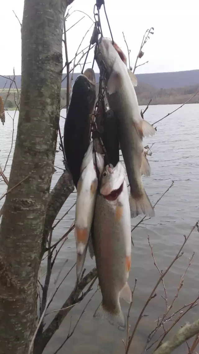 Pennsylvania USA TROUT. season