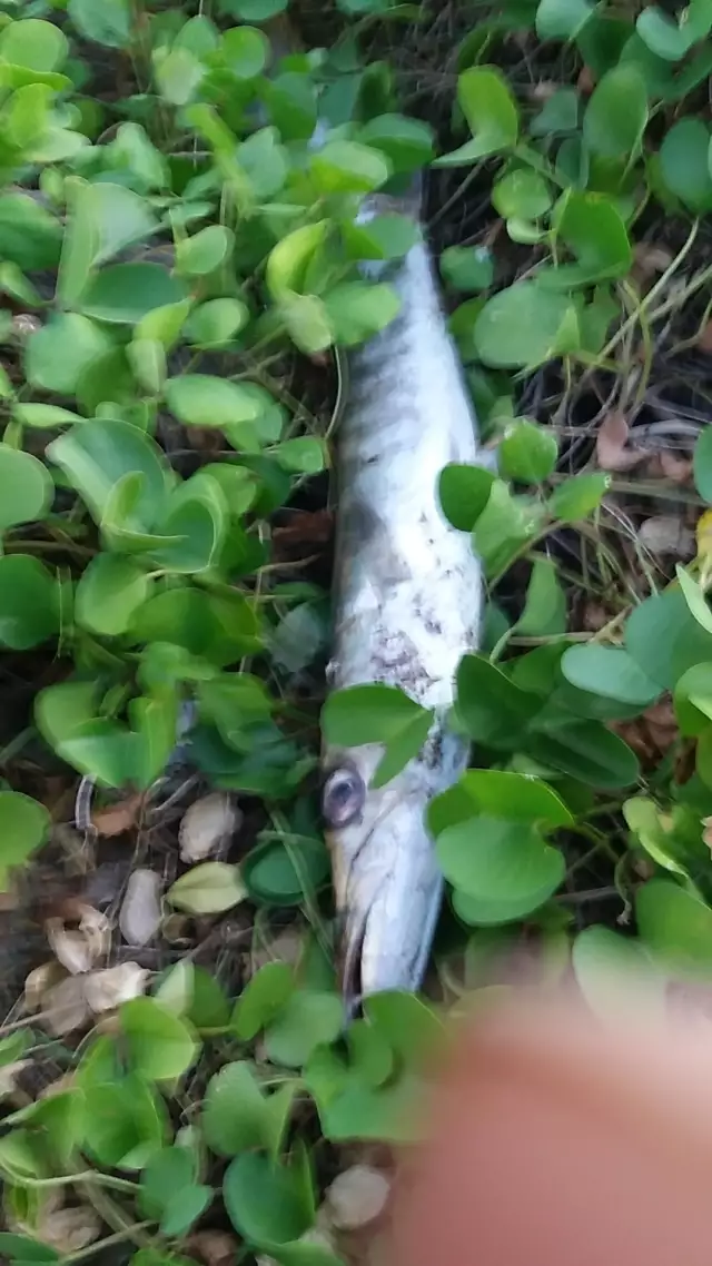 Barracuda 8 pound