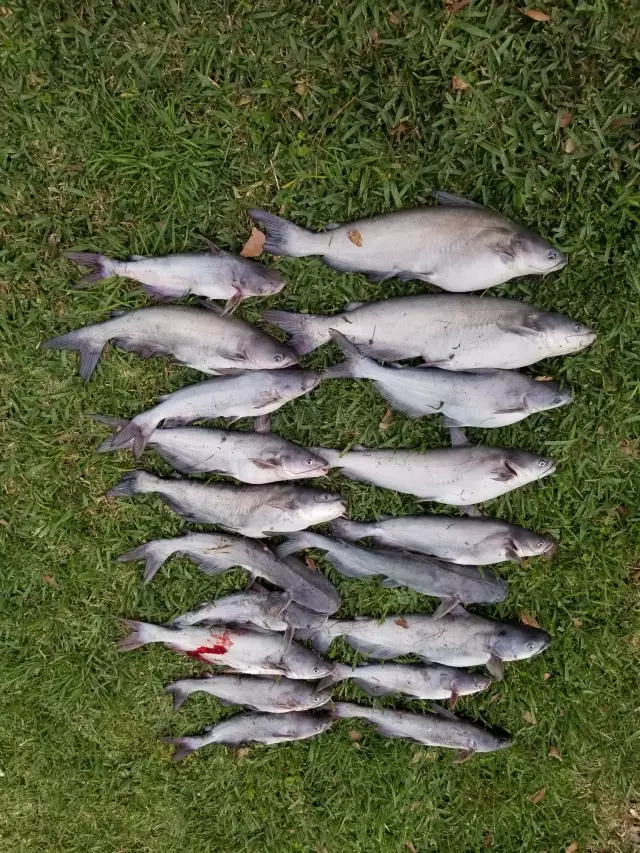 Blue Catfish